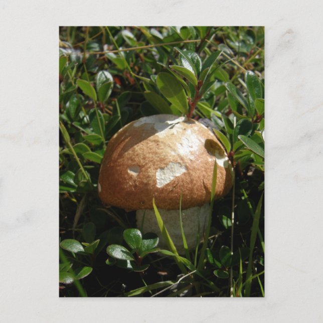 King Boletus Mushroom, Insel Unalaska Postkarte (Vorderseite)