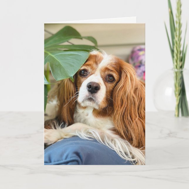 King Charles Cavalier Grußkarte Karte (Vorderseite)