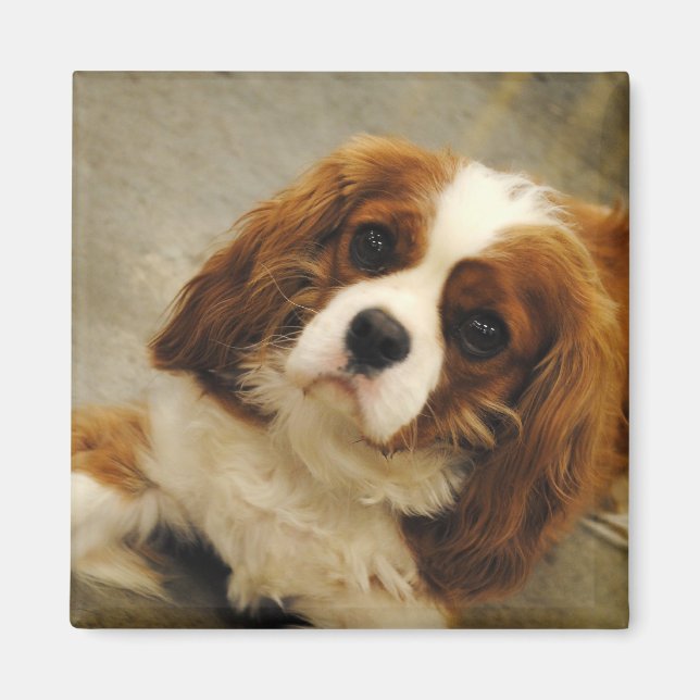 King Charles Cavalier Spaniel Magnet (Devant)