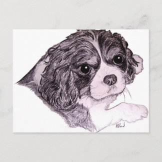 King Charles Cavalier Spaniel Postcard Postkarte