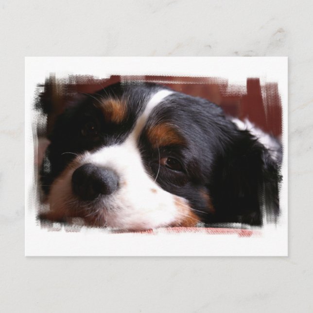 King Charles Cavalier Spaniel Postcard Postkarte (Vorderseite)