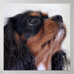 King Charles Cavalier Spaniel Puppy Poster