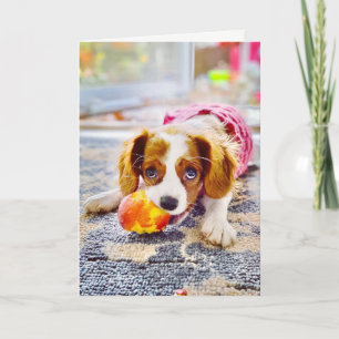 King Charles Cavalier Welpen Grußkarte leer Karte
