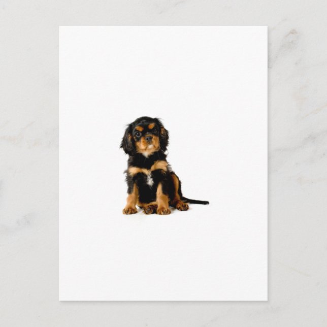 King Charles Spanel Black & Tan Postkarte (Vorderseite)