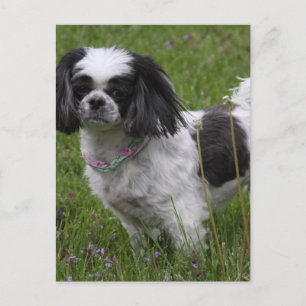 King Charles Spanel Postcard Postkarte