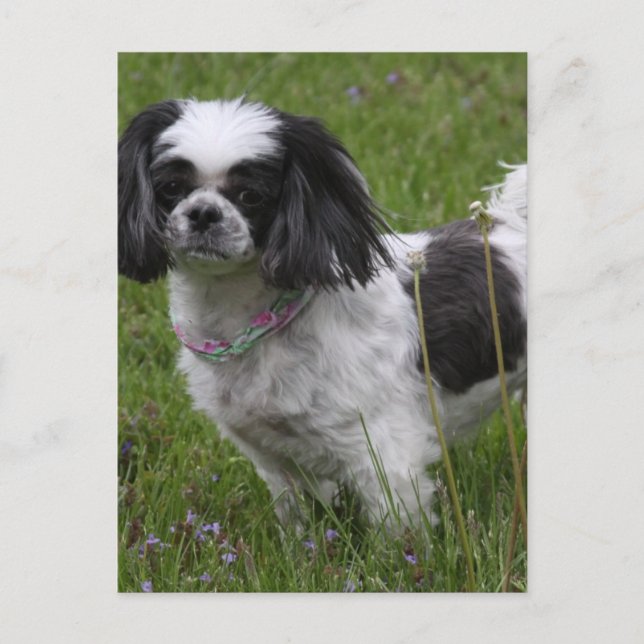 King Charles Spanel Postcard Postkarte (Vorderseite)