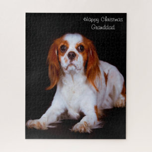 King Charles Spaniel Hund.