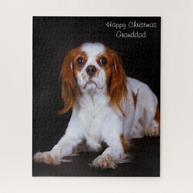 King Charles Spaniel Hund. (Vertikal)