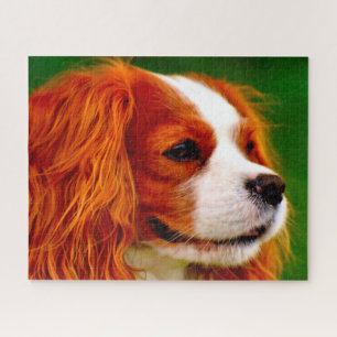 King Charles Spaniel Hund.