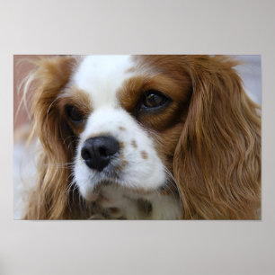 King Charles Spaniel Poster
