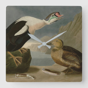 King Duck (King Eider) Audubon's Birds of America Quadratische Wanduhr