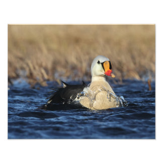 King Eider Bird Fotodruck
