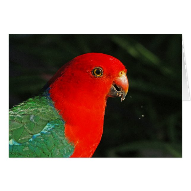 King Parrot (Devant horizontal)