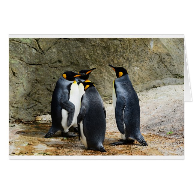 King Penguin (Vorderseite (Horizontal))