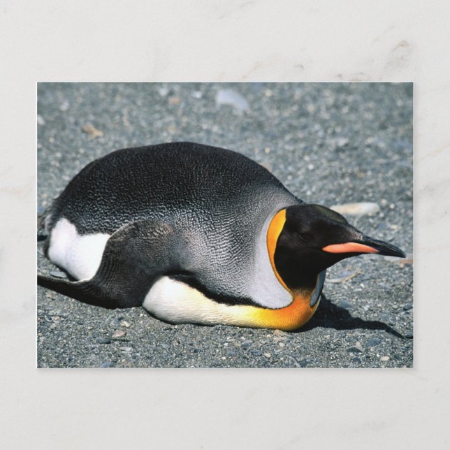 King Penguin am Strand Postkarte (Vorderseite)