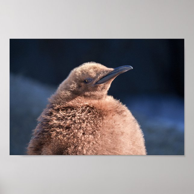 King Penguin Baby Poster (Vorne)