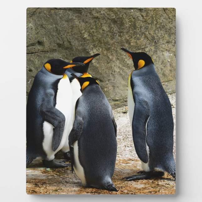 King Penguin Fotoplatte (Vorderseite)