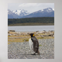 King Penguin, Isla Martillo, Tierra del Fuego