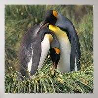 King Penguin Lovers