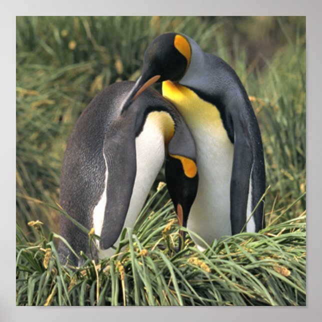 King Penguin Lovers Poster (Vorne)