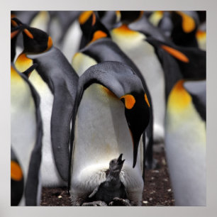 King Penguin mit Chick Poster