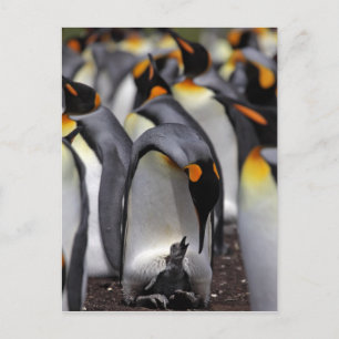King Penguin mit Chick Postkarte