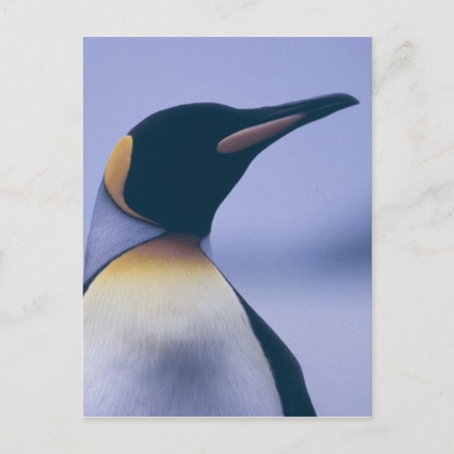 King Penguin Postkarte (Vorderseite)
