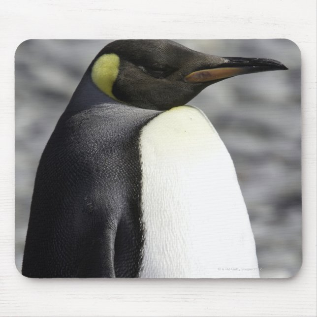 King Penguin, Salisbury Schlicht, Südgeorgien Mousepad (Vorne)