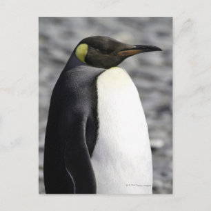 King Penguin, Salisbury Schlicht, Südgeorgien Postkarte
