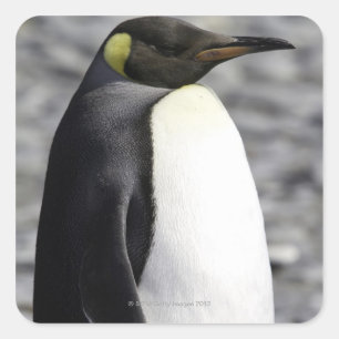 King Penguin, Salisbury Schlicht, Südgeorgien Quadratischer Aufkleber