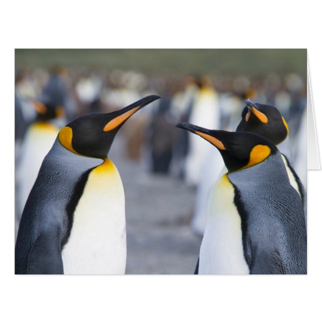 King Penguins (Vorderseite (Horizontal))