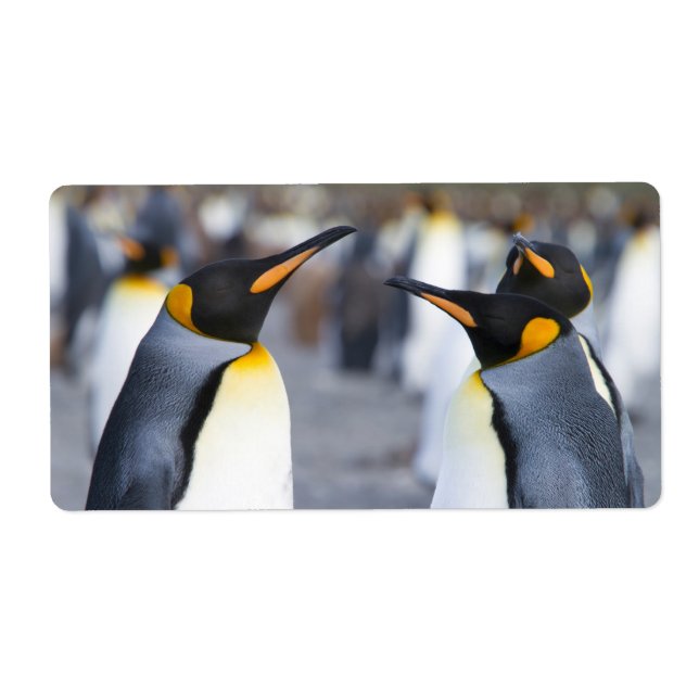 King Penguins (Vorne)