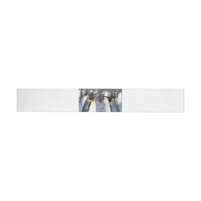 King Penguins (Person)
