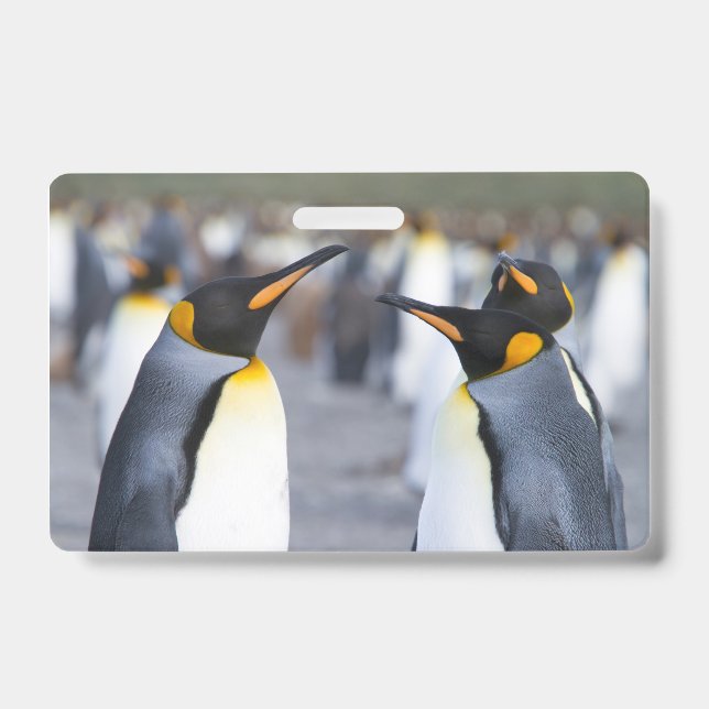 King Penguins Ausweis (Vorderseite)
