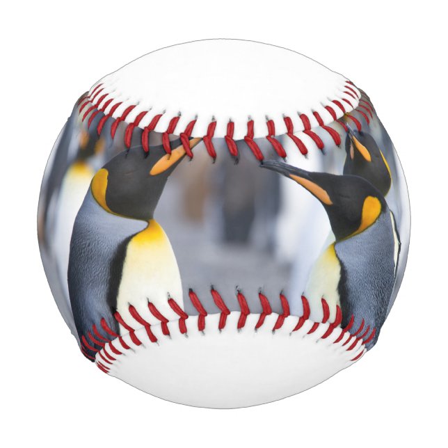 King Penguins Baseball (Vorderseite)