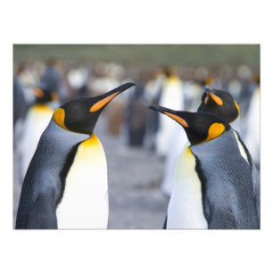 King Penguins Fotodruck