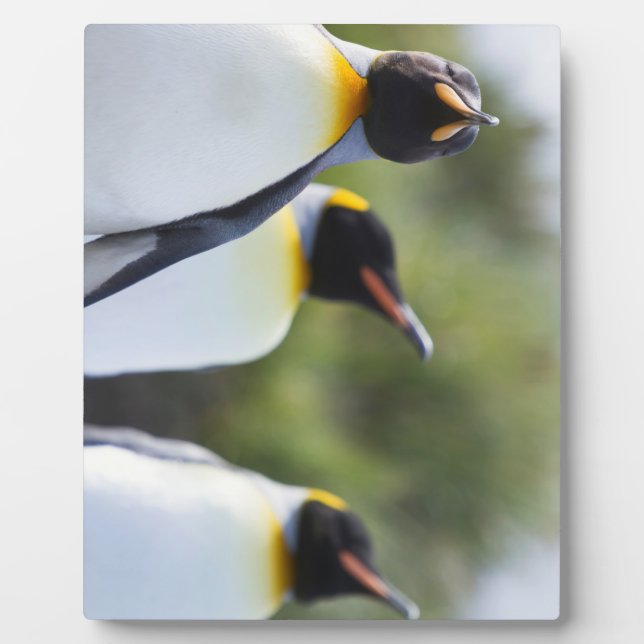 King penguins fotoplatte (Vorderseite)