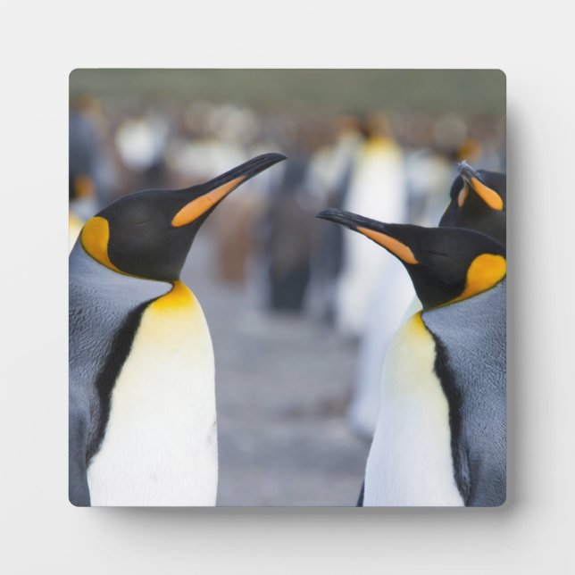 King Penguins Fotoplatte (Vorderseite)