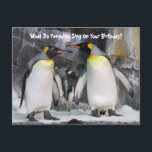 King Penguins Funny Birthday Postcard Postkarte<br><div class="desc">Bild von zwei King-Pinguinen,  die einen Geburtstagswitz erzählen</div>