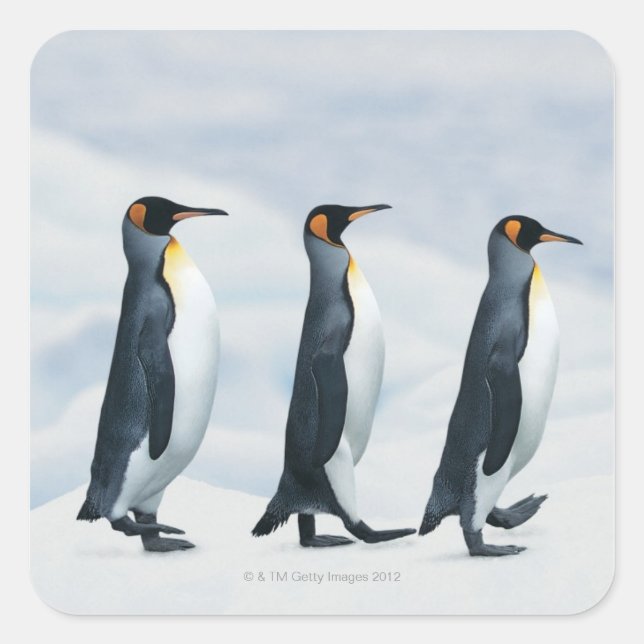 King Penguins gehen in Single-Datei Quadratischer Aufkleber (Vorderseite)