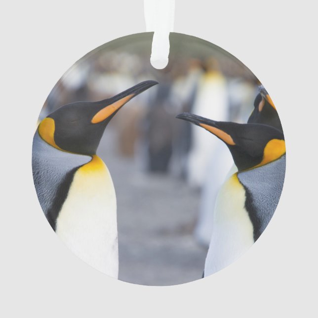 King Penguins Ornament (Rückseite)