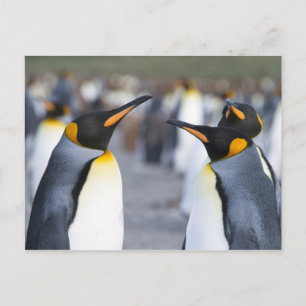 King Penguins Postkarte