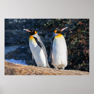 King Pinguin Pair gegen Wintry Background Poster
