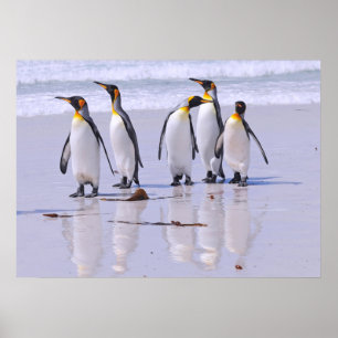 King Pinguine am Strand Poster