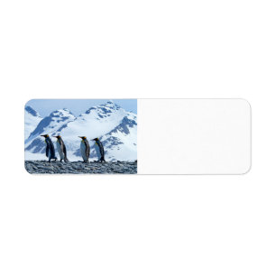 King Pinguine in Südgeorgien