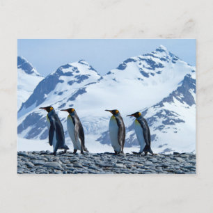 King Pinguine in Südgeorgien Postkarte