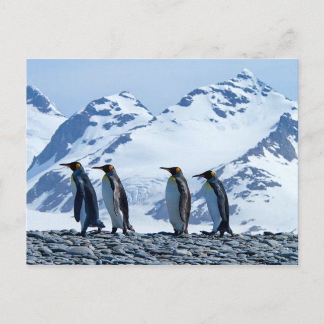 King Pinguine in Südgeorgien Postkarte (Vorderseite)