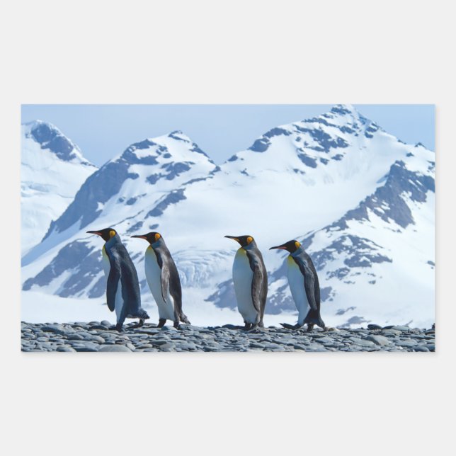 King Pinguine in Südgeorgien Rechteckiger Aufkleber (Vorderseite)