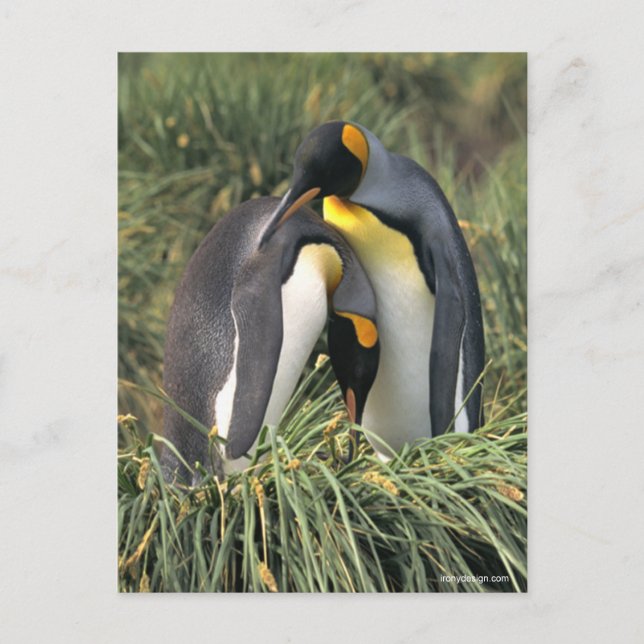 King Pinguine Lovers Postkarte (Vorderseite)