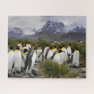 King Pinguine und Gebirge in Südgeorgien
